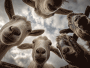 oddpettingzoo logo 180